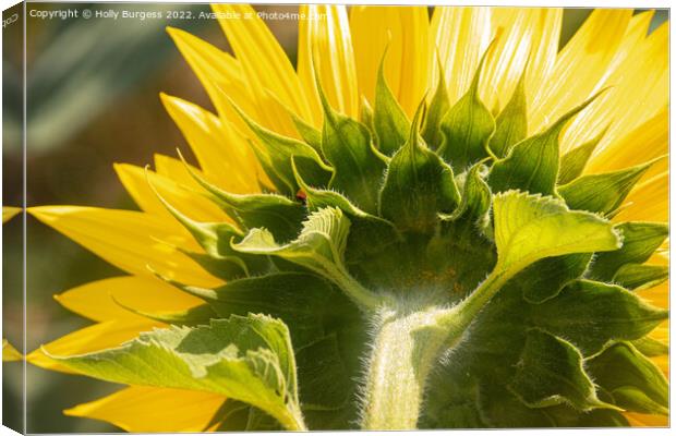 Sunflower Unveiled: A Rear Perspective Canvas Print by Holly Burgess