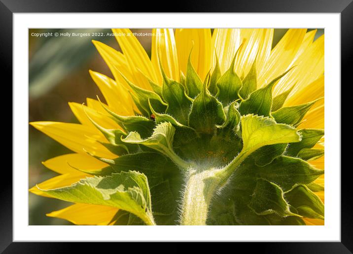 Sunflower Unveiled: A Rear Perspective Framed Mounted Print by Holly Burgess