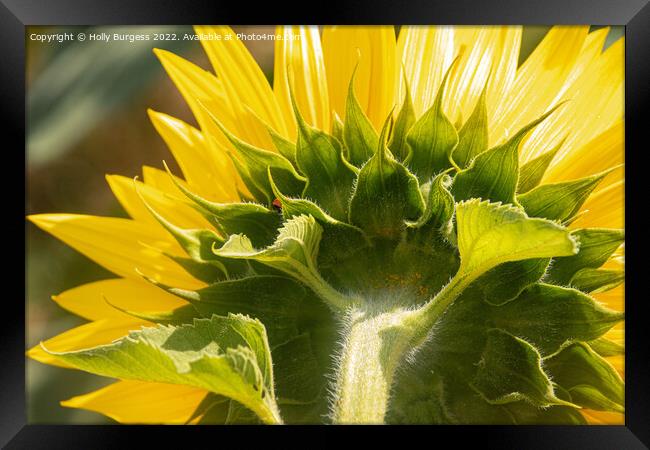 Sunflower Unveiled: A Rear Perspective Framed Print by Holly Burgess