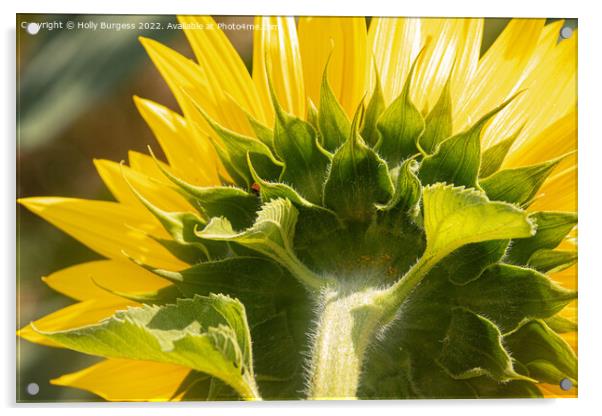 Sunflower Unveiled: A Rear Perspective Acrylic by Holly Burgess