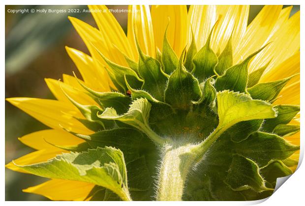 Sunflower Unveiled: A Rear Perspective Print by Holly Burgess