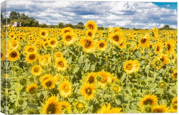 Sun-Drenched Radiance: An Expanse of Sunflowers Canvas Print by Holly Burgess