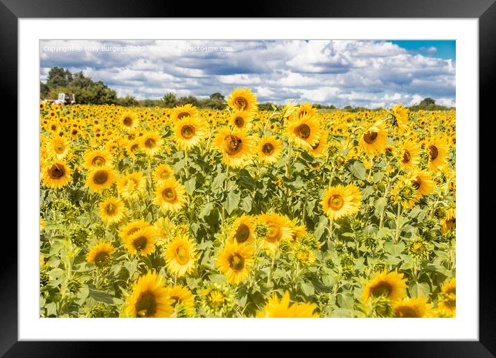 Sun-Drenched Radiance: An Expanse of Sunflowers Framed Mounted Print by Holly Burgess