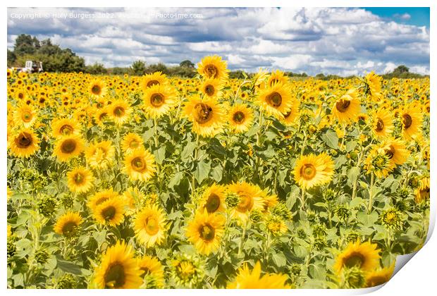 Sun-Drenched Radiance: An Expanse of Sunflowers Print by Holly Burgess