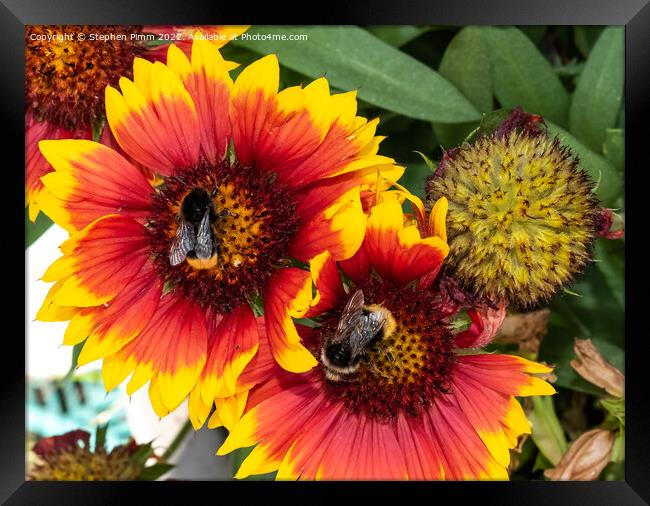 Bees on Flowers Framed Print by Stephen Pimm