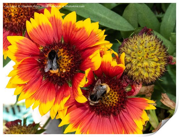 Bees on Flowers Print by Stephen Pimm