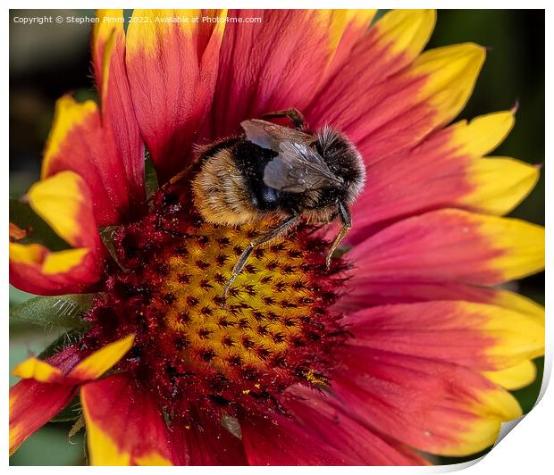 Bee on Flower Print by Stephen Pimm