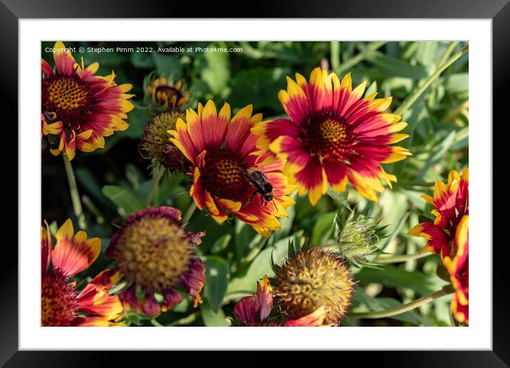 Bee on Flowers Framed Mounted Print by Stephen Pimm