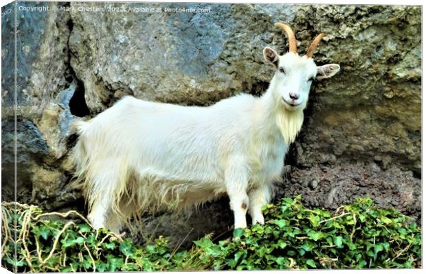 Llandudno goat standing on a rock Canvas Print by Mark Chesters