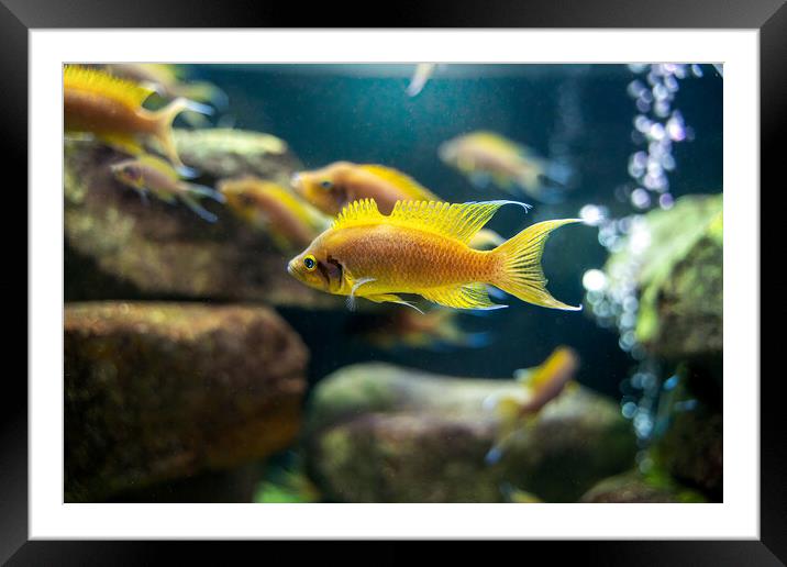 Neolamprologus pulcher fish Tropical aquarium fish swimming underwater, marine life concept Framed Mounted Print by Arpan Bhatia