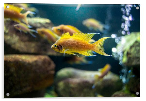 Neolamprologus pulcher fish Tropical aquarium fish swimming underwater, marine life concept Acrylic by Arpan Bhatia
