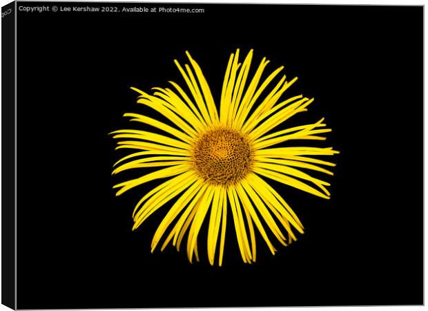 "Radiant Sunflower: A Captivating Floral Delight" Canvas Print by Lee Kershaw