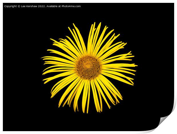 "Radiant Sunflower: A Captivating Floral Delight" Print by Lee Kershaw