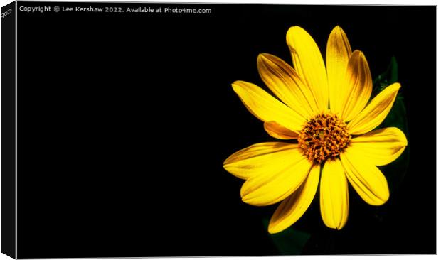 "Radiant Sunflower Blossoms Amidst the Shadows" Canvas Print by Lee Kershaw