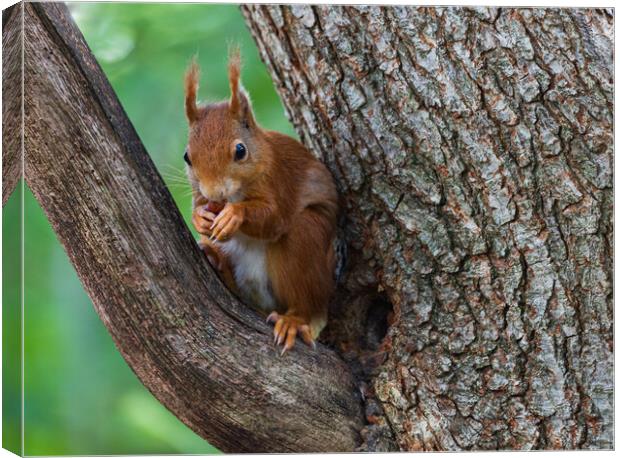 A squirrel on a branch Canvas Print by Rory Trappe