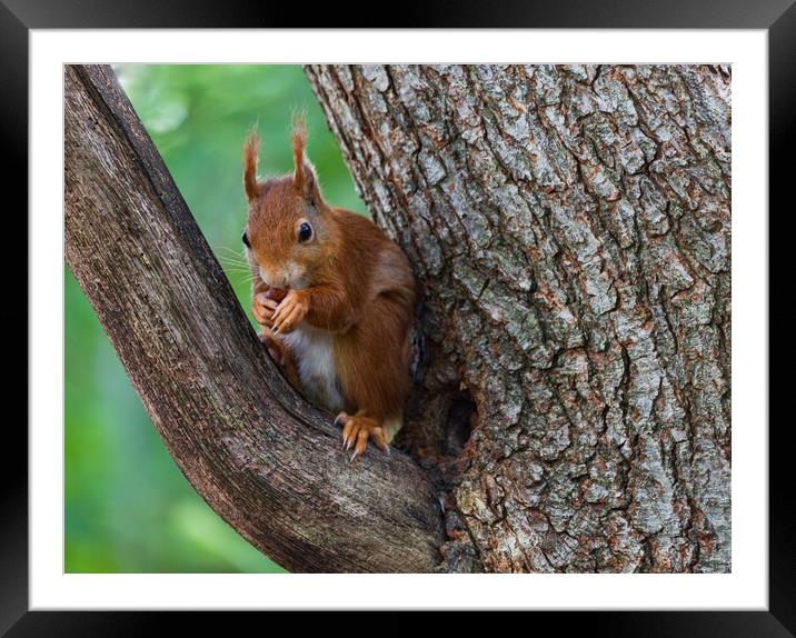 A squirrel on a branch Framed Mounted Print by Rory Trappe