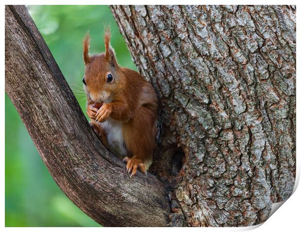A squirrel on a branch Print by Rory Trappe