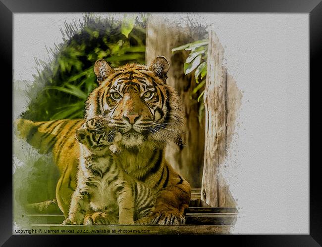 Tiger Watercolour Art Framed Print by Darren Wilkes
