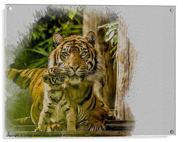 Tiger Watercolour Art Acrylic by Darren Wilkes