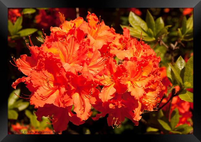 Vibrant orange rhododendron Framed Print by Sally Wallis