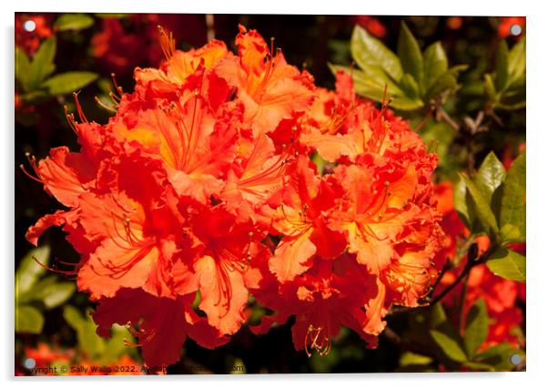 Vibrant orange rhododendron Acrylic by Sally Wallis