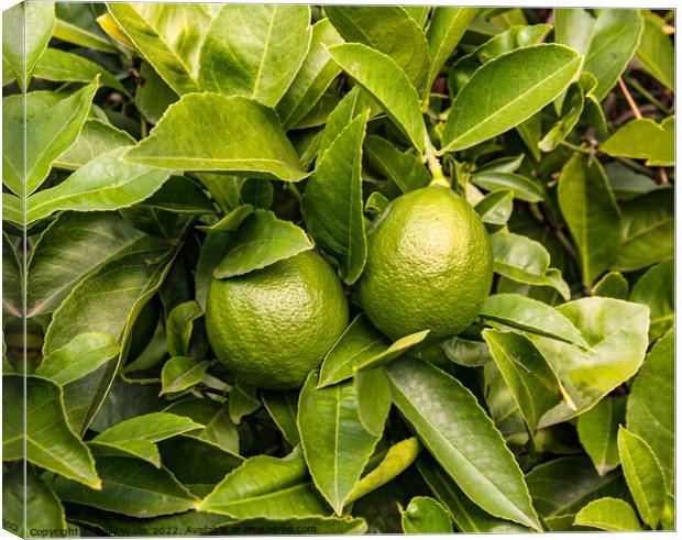 Limes growing on tree Canvas Print by Sally Wallis