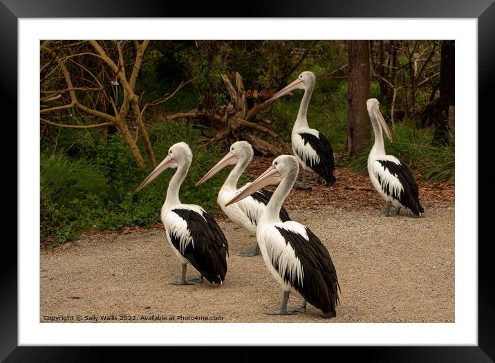 Pelicans Crossing Framed Mounted Print by Sally Wallis