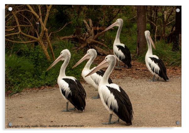 Pelicans Crossing Acrylic by Sally Wallis