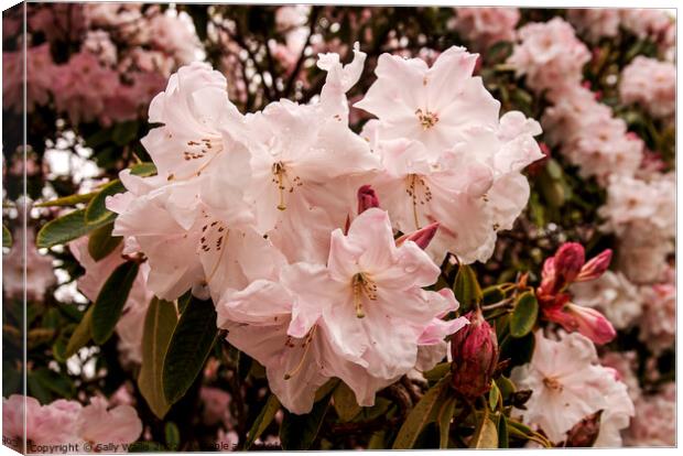 blown pink rhododendron Canvas Print by Sally Wallis