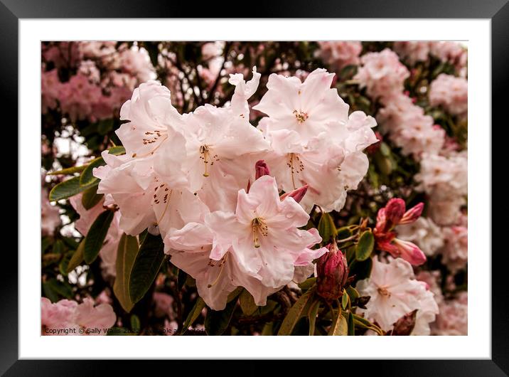blown pink rhododendron Framed Mounted Print by Sally Wallis
