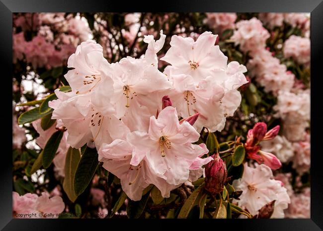blown pink rhododendron Framed Print by Sally Wallis