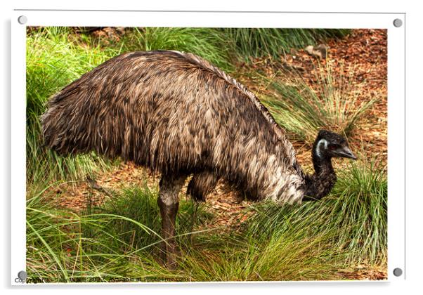 Emu, flightless bird Acrylic by Sally Wallis