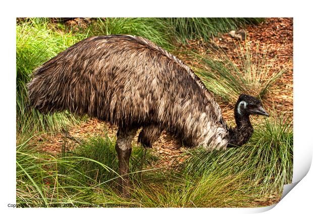 Emu, flightless bird Print by Sally Wallis