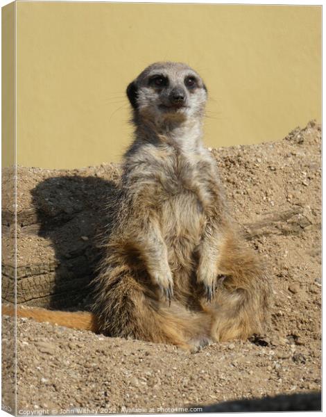 Meerkat Canvas Print by John Withey