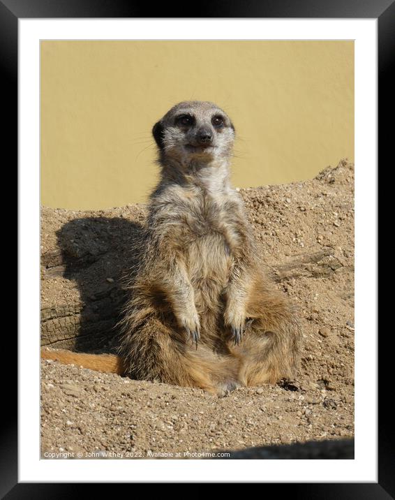Meerkat Framed Mounted Print by John Withey