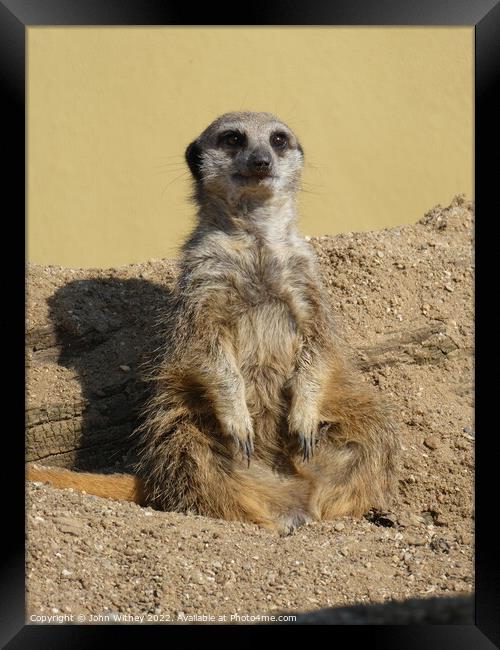Meerkat Framed Print by John Withey