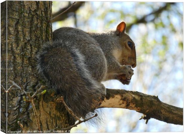 Grey Squirrel sitting on a branch Canvas Print by John Withey