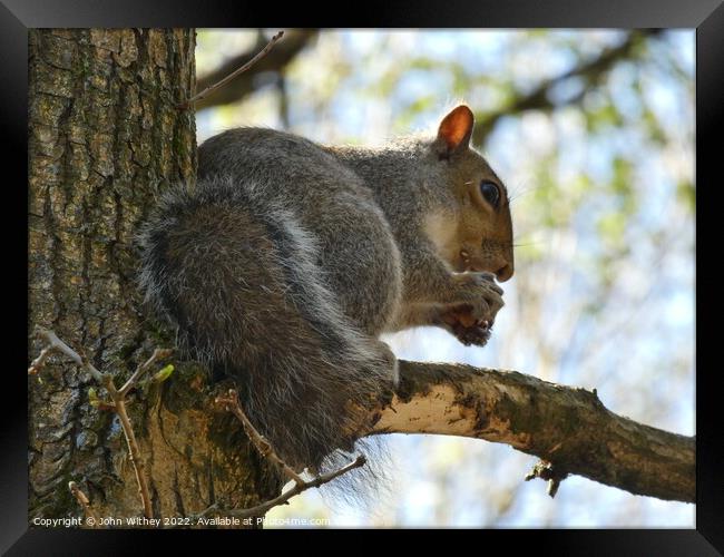 Grey Squirrel sitting on a branch Framed Print by John Withey