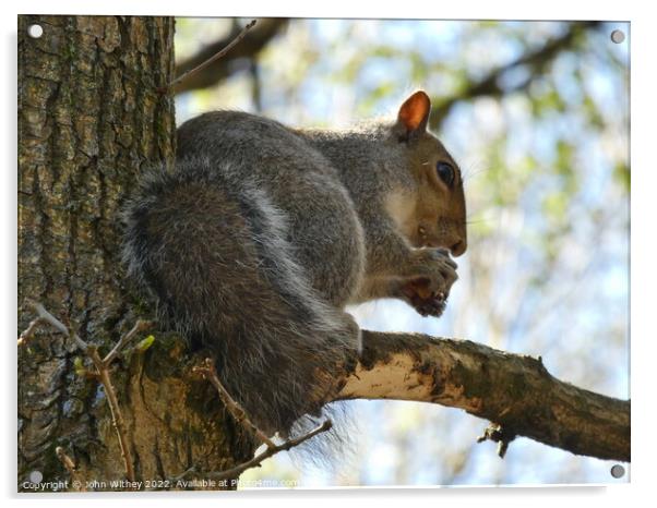 Grey Squirrel sitting on a branch Acrylic by John Withey