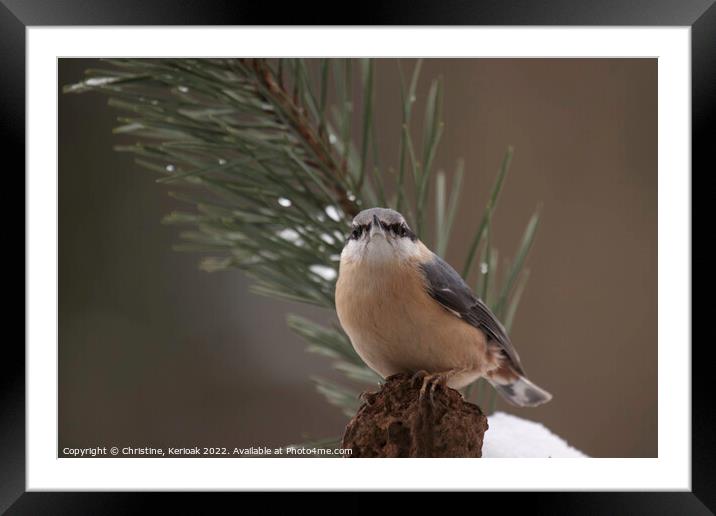 Nuthatch Framed Mounted Print by Christine Kerioak