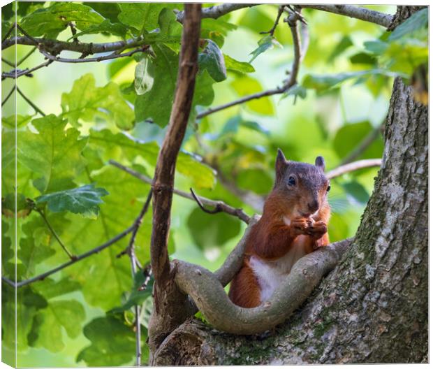 Red Squirrel Canvas Print by Rory Trappe