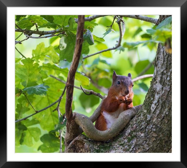 Red Squirrel Framed Mounted Print by Rory Trappe