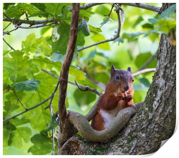 Red Squirrel Print by Rory Trappe