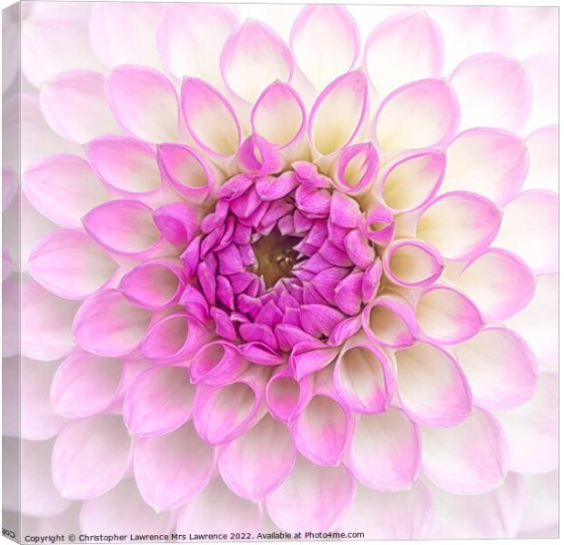 Pink Dahlia Flower Canvas Print by Christopher Lawrence Mrs Lawrence
