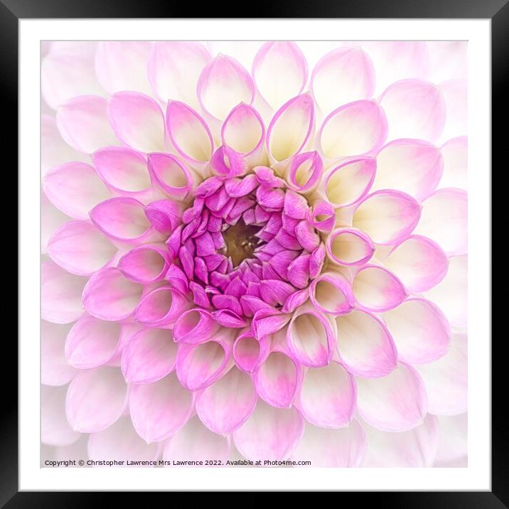 Pink Dahlia Flower Framed Mounted Print by Christopher Lawrence Mrs Lawrence