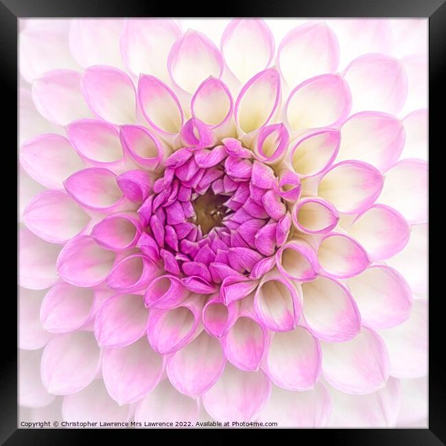 Pink Dahlia Flower Framed Print by Christopher Lawrence Mrs Lawrence