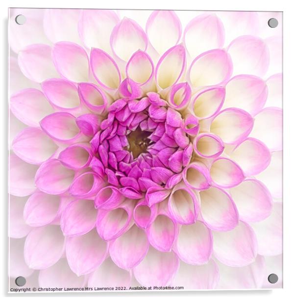 Pink Dahlia Flower Acrylic by Christopher Lawrence Mrs Lawrence