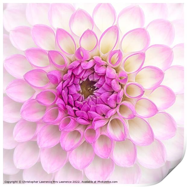 Pink Dahlia Flower Print by Christopher Lawrence Mrs Lawrence