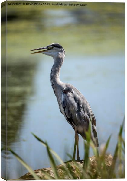 Heron keeping cool with beak open Canvas Print by Kevin White
