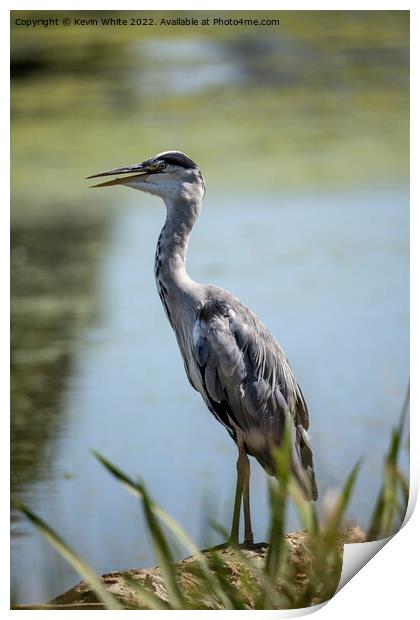 Heron keeping cool with beak open Print by Kevin White
